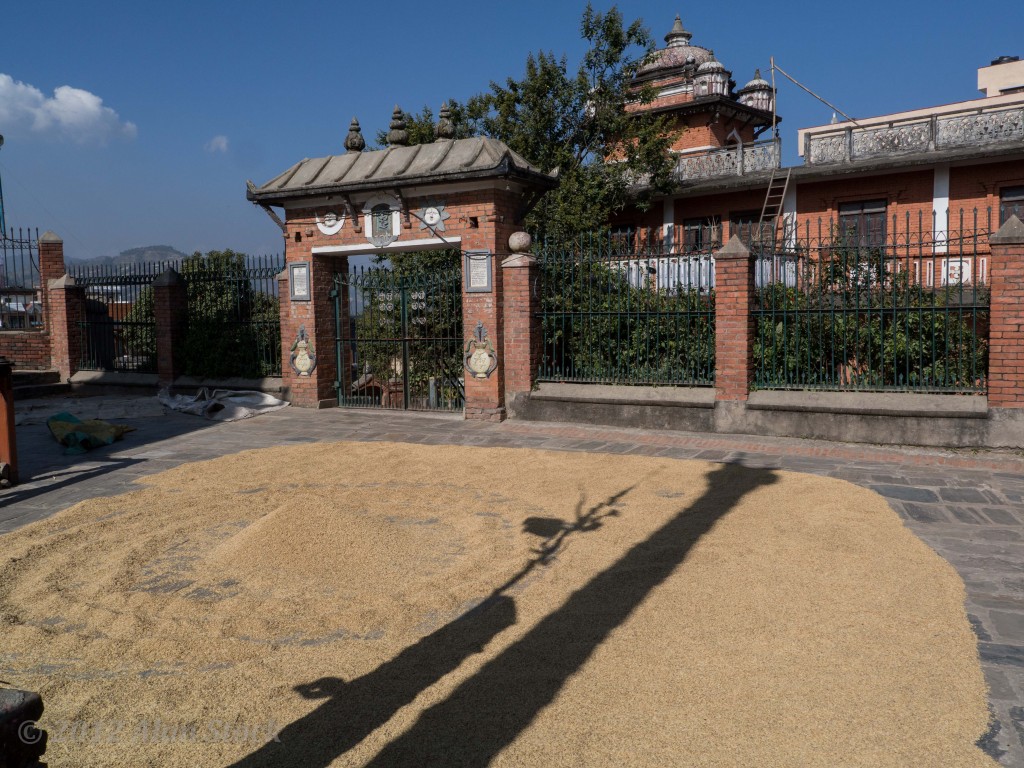Drying rice at the temple in Dhulikel