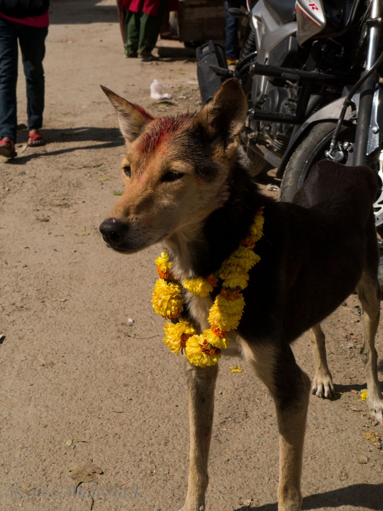 During Tihar dogs are blessed by the locals and some get tikkas and garlands.